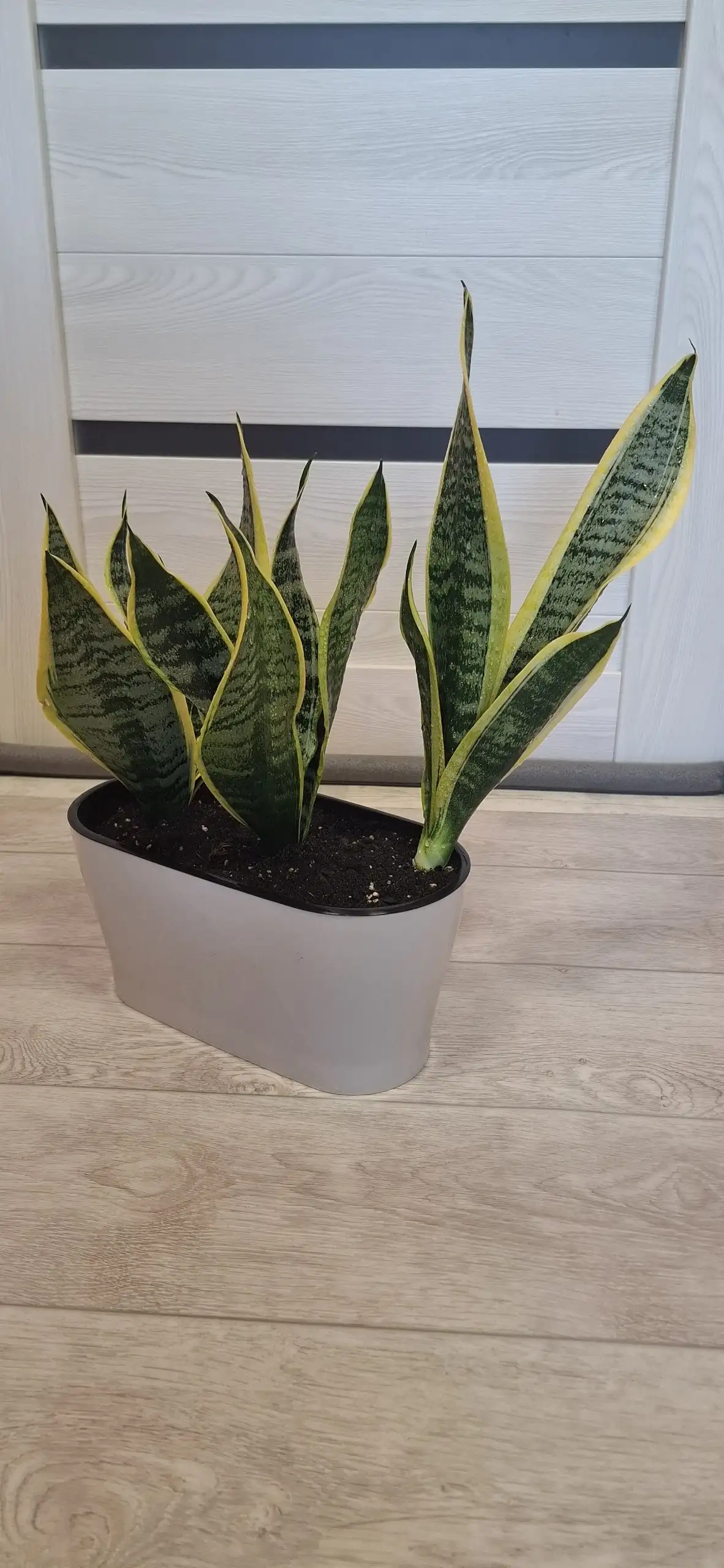 Продажа композиций из сансевьерий Футура Суперба - Растения (Хобби и отдых) в Самарская область