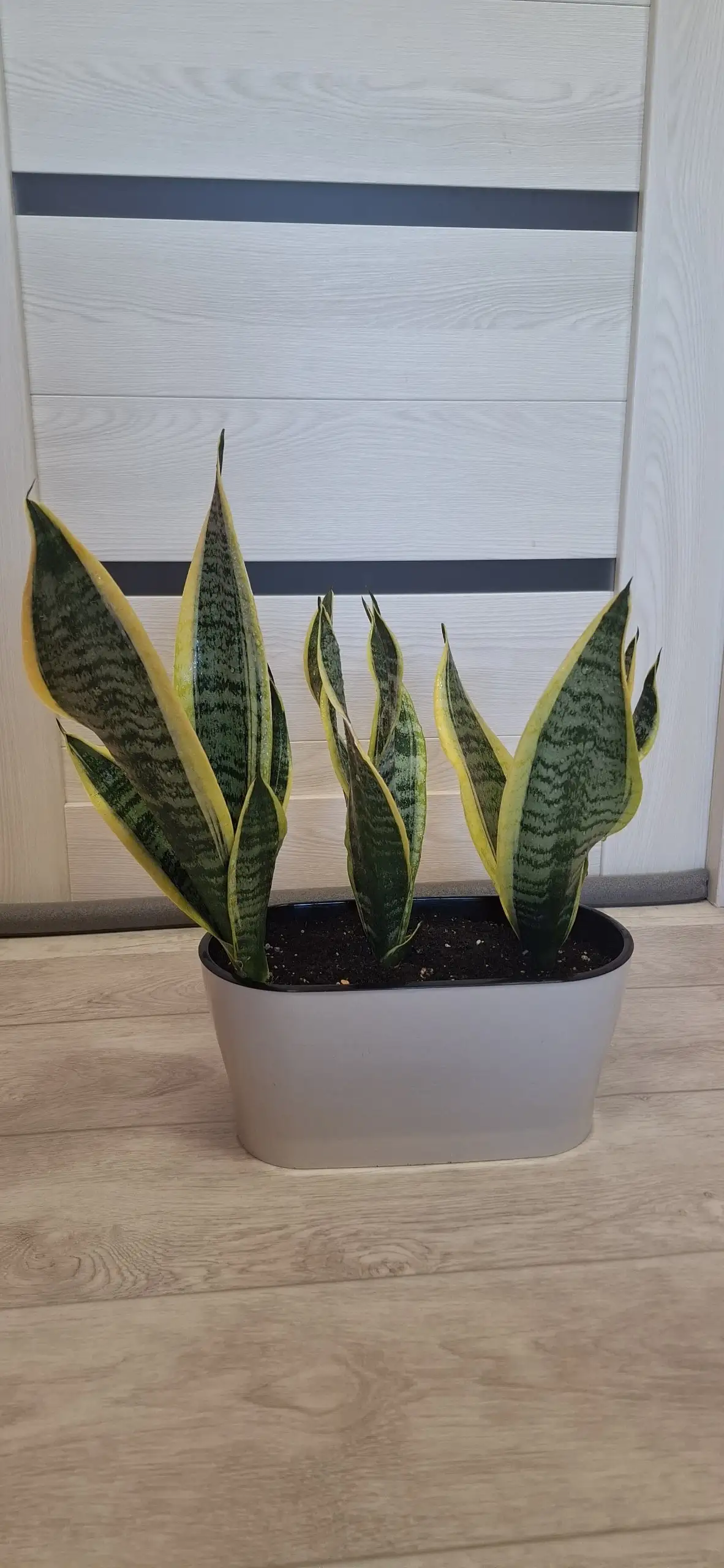 Продажа композиций из сансевьерий Футура Суперба - Растения (Хобби и отдых) в Самарская область