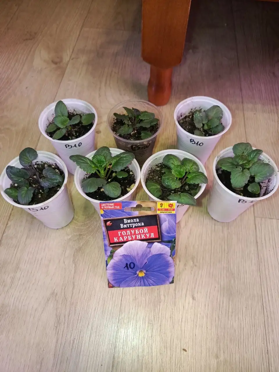 Продажа рассады виолы ампельной и обычной - Растения и семена (Хобби и отдых) в Неизвестно