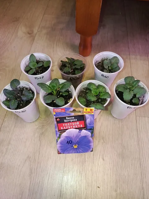 Продажа рассады виолы ампельной и обычной - Хобби и отдых в Неизвестно