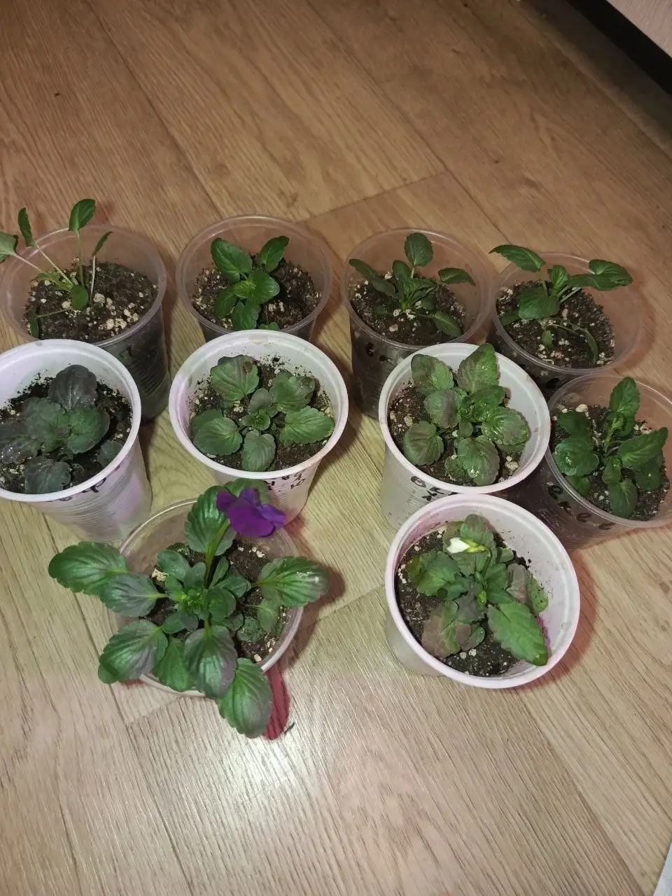 Продажа рассады виолы ампельной и обычной - Растения и семена (Хобби и отдых) в Неизвестно