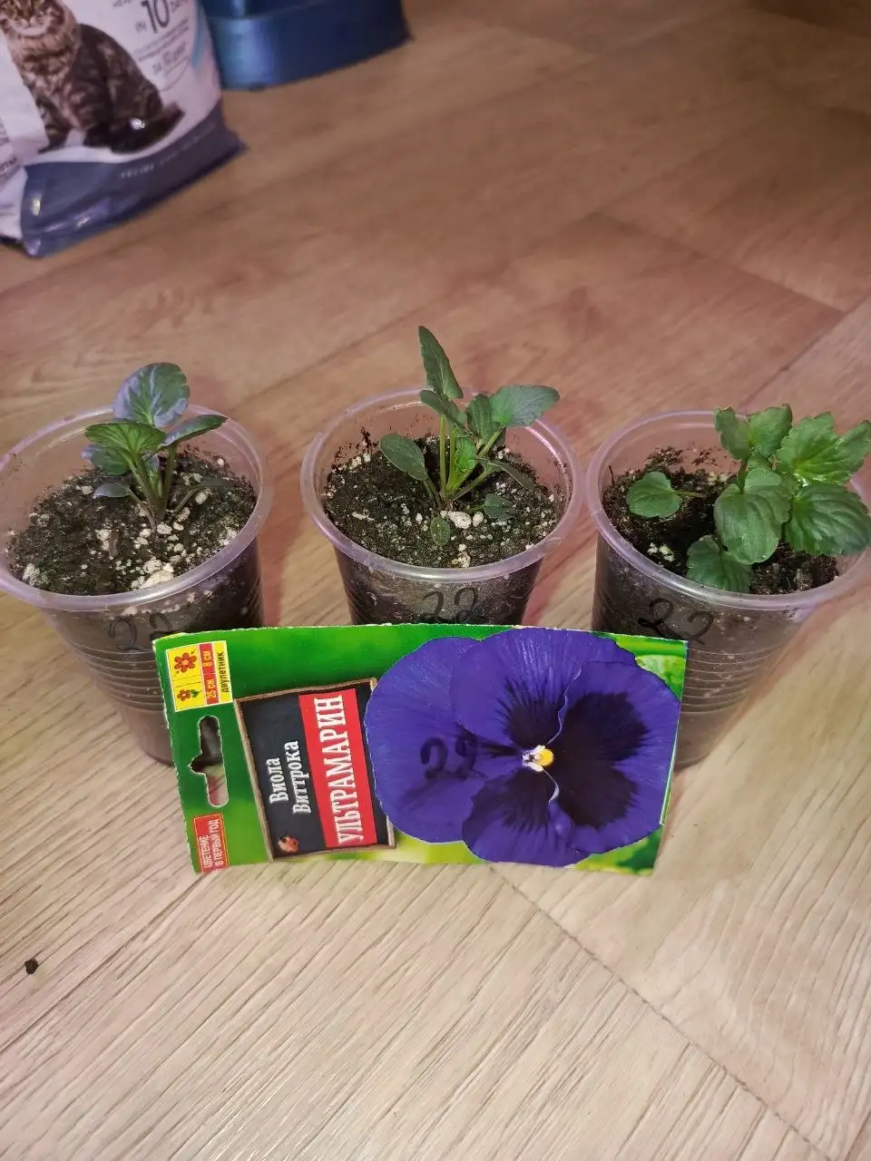 Продажа рассады виолы ампельной и обычной - Растения и семена (Хобби и отдых) в Неизвестно