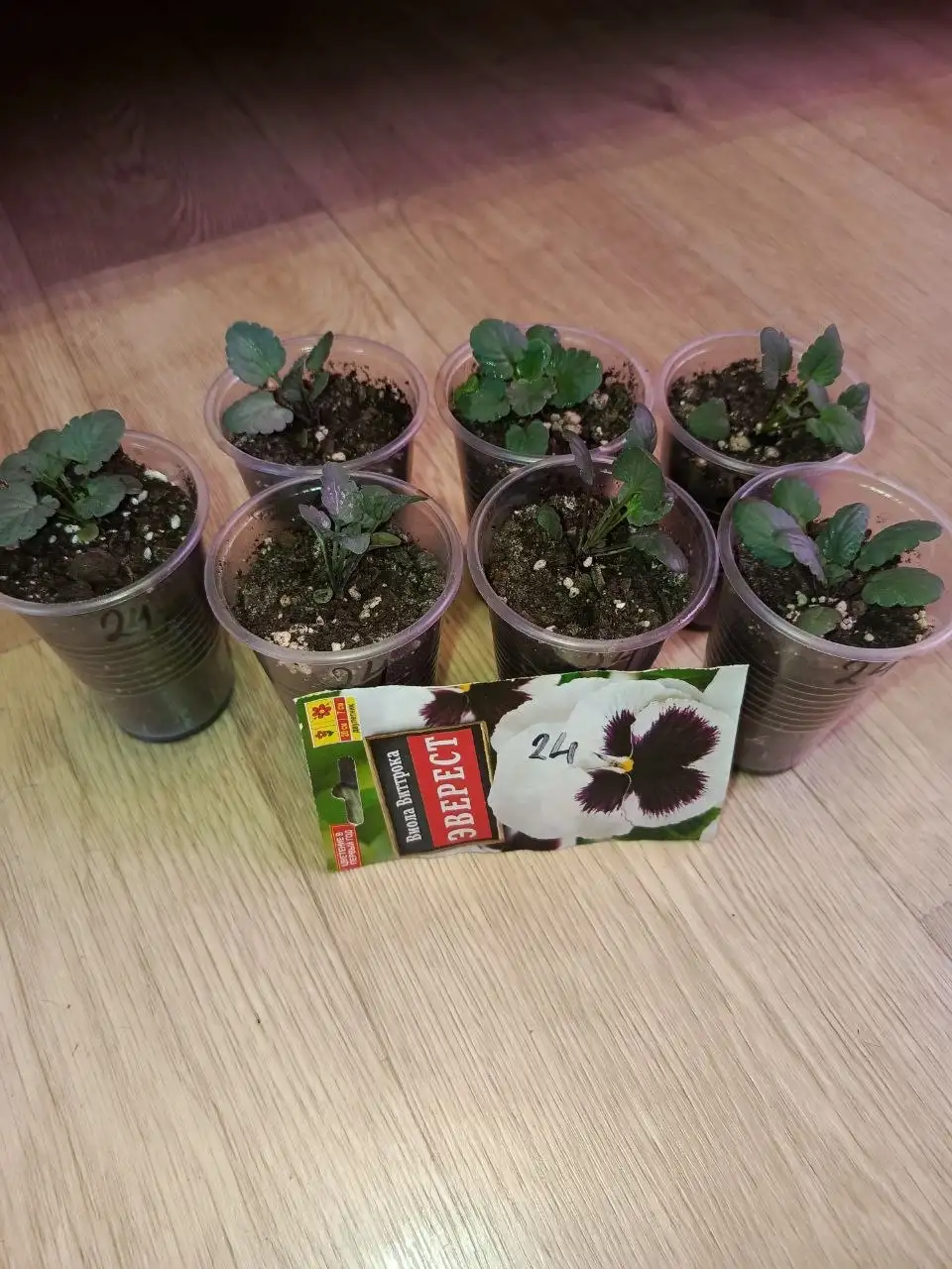 Продажа рассады виолы ампельной и обычной - Растения и семена (Хобби и отдых) в Неизвестно