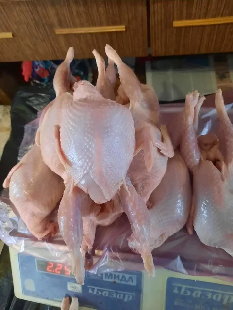 Перепела Серебристый бройлер - Птица в Самара