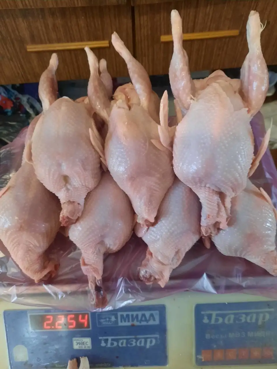 Перепела Серебристый бройлер - Птица (Животные) в Самара