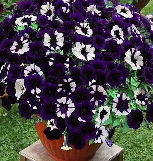 Рассада петунии различных сортов - Пчеловодство в Самарская область