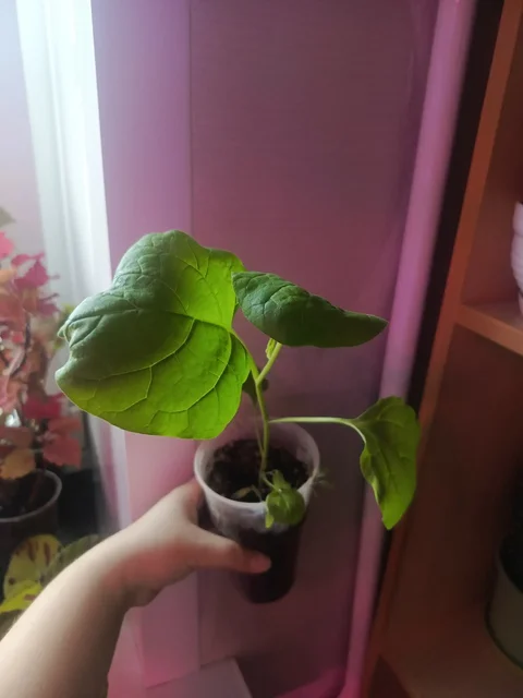 Рассада перца и баклажанов разных сортов - Растения/Сад в Неизвестно