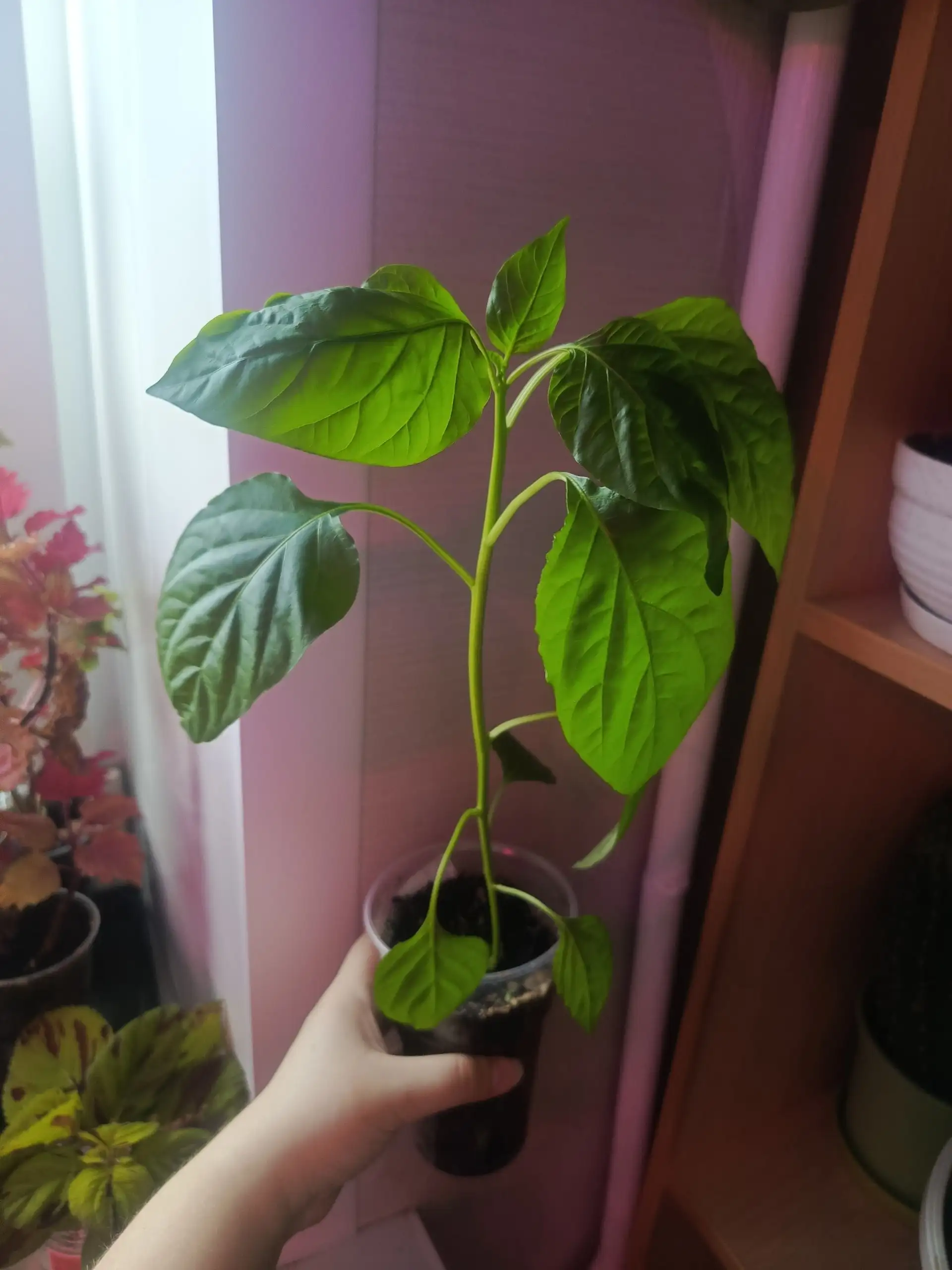 Рассада перца и баклажанов разных сортов - Растения/Сад (Барахолка) в Неизвестно