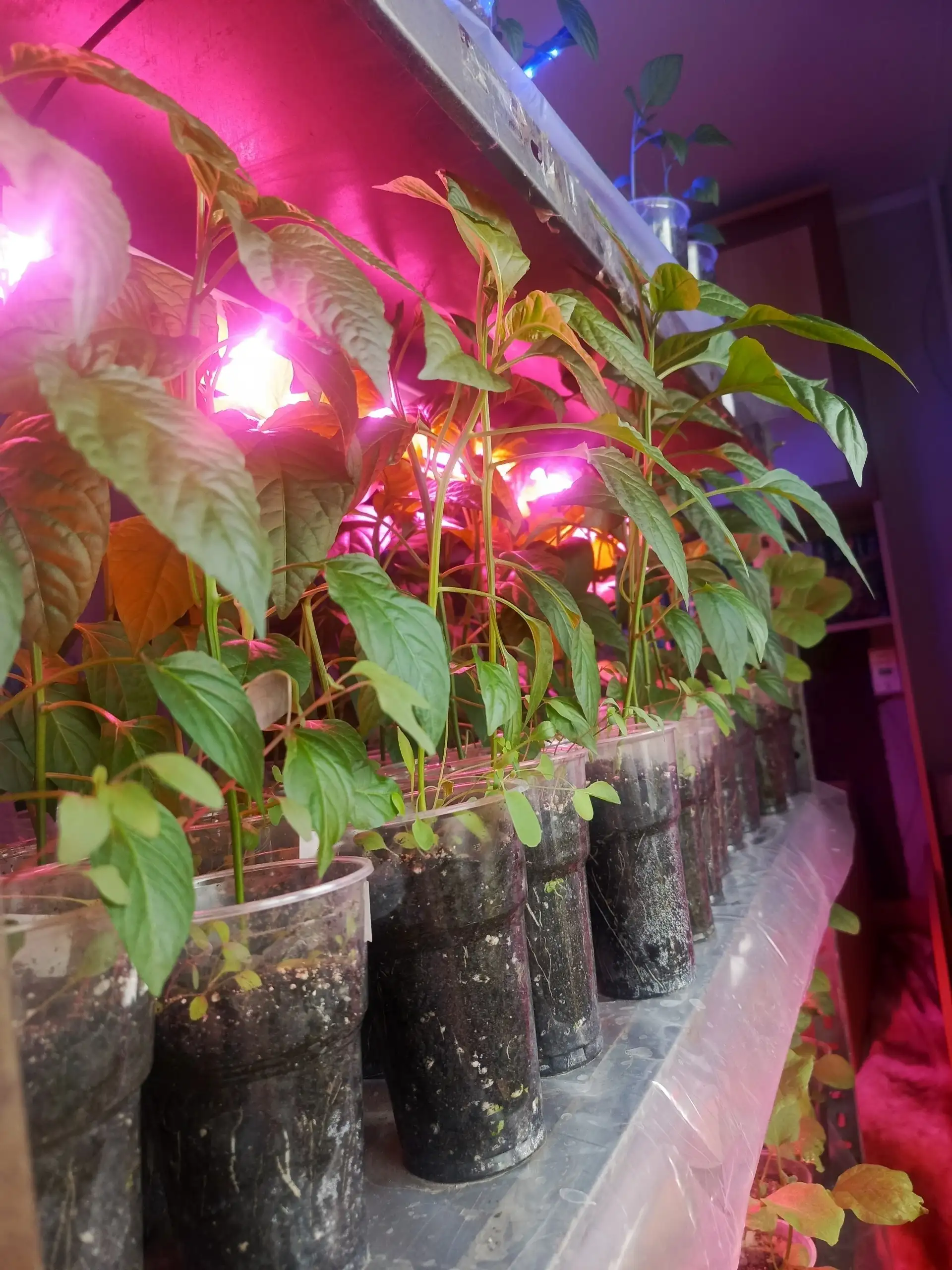 Рассада перца и баклажанов разных сортов - Растения/Сад (Барахолка) в Неизвестно