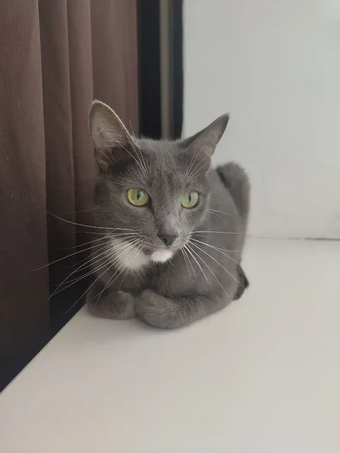 Кошки в добрые руки - Кошки в Самарская область