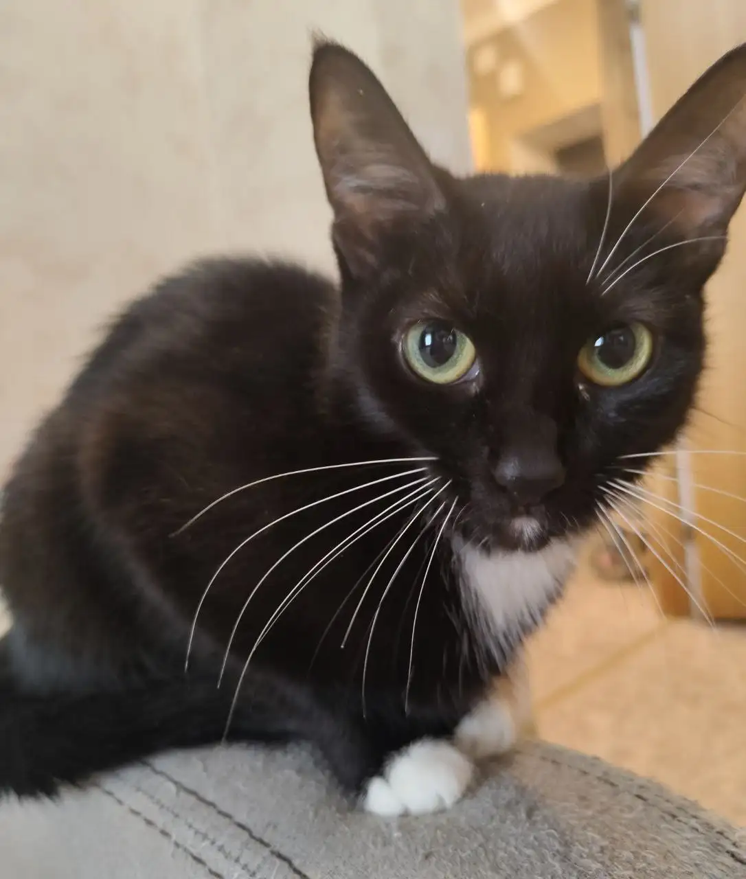 Кошки в добрые руки - Кошки (Животные) в Самарская область