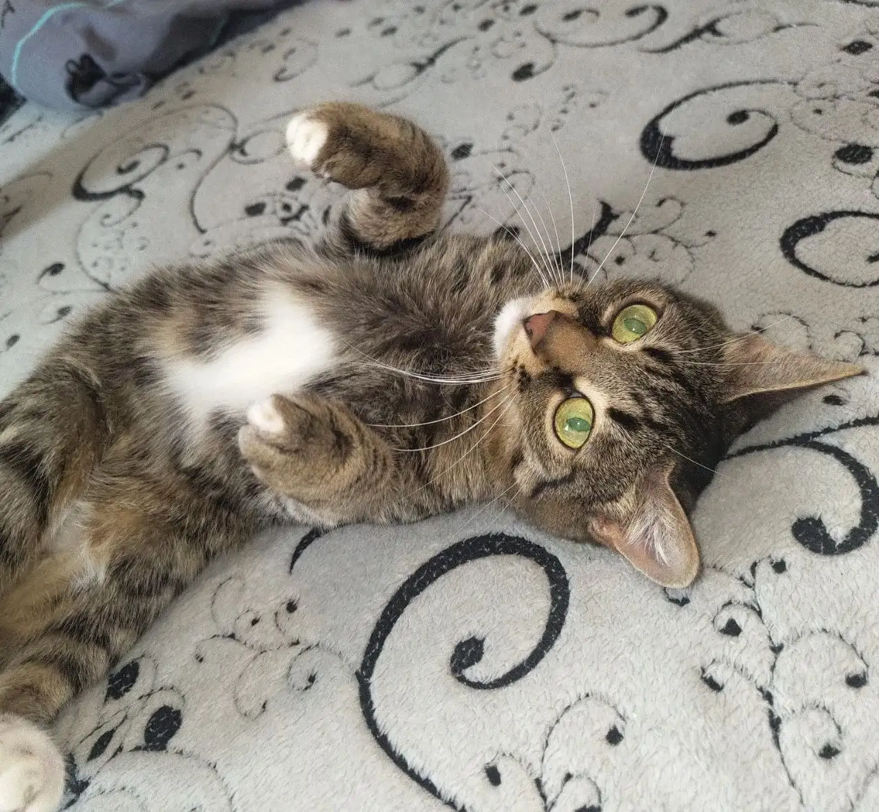 Кошки в добрые руки - Кошки (Животные) в Самарская область