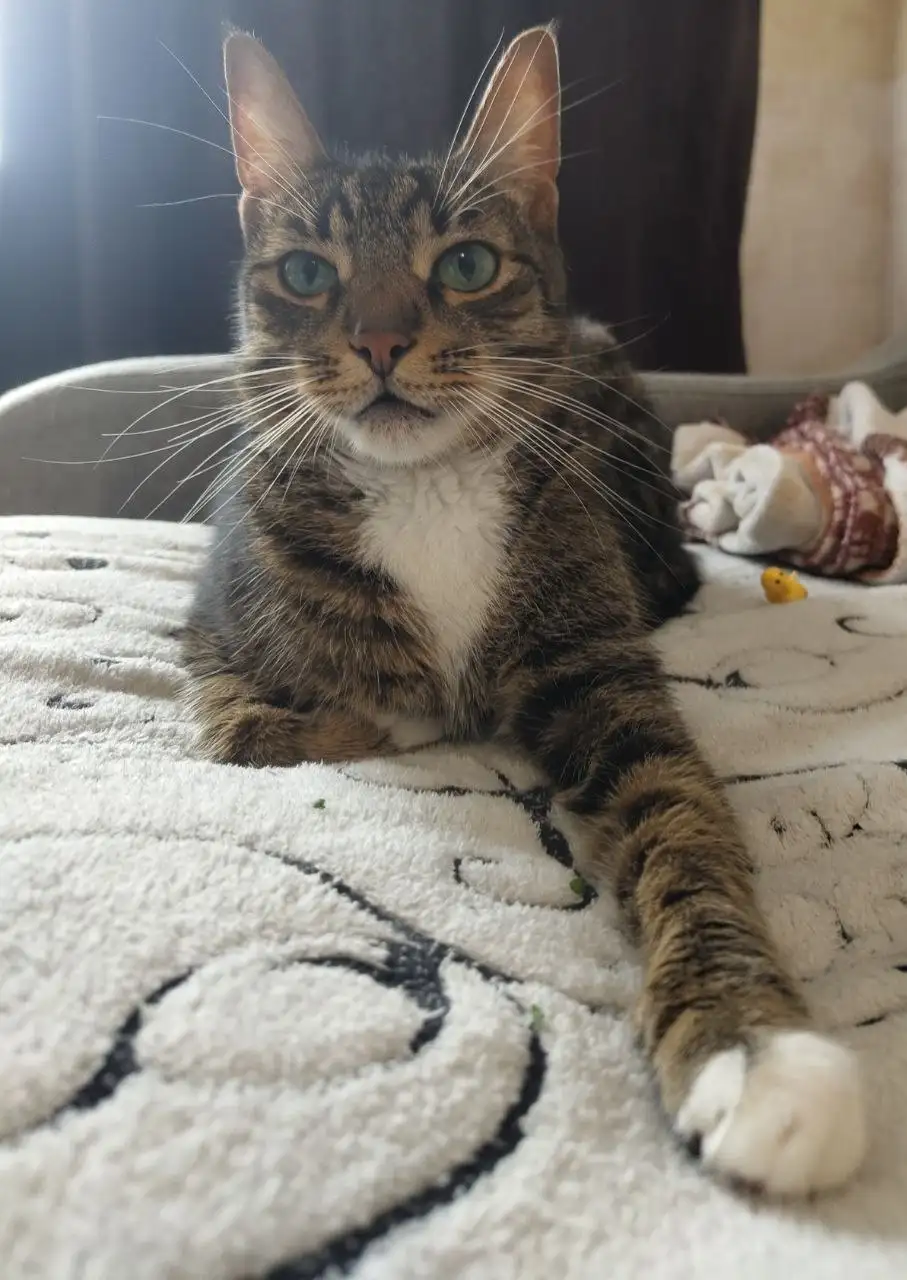 Кошки в добрые руки - Кошки (Животные) в Самарская область