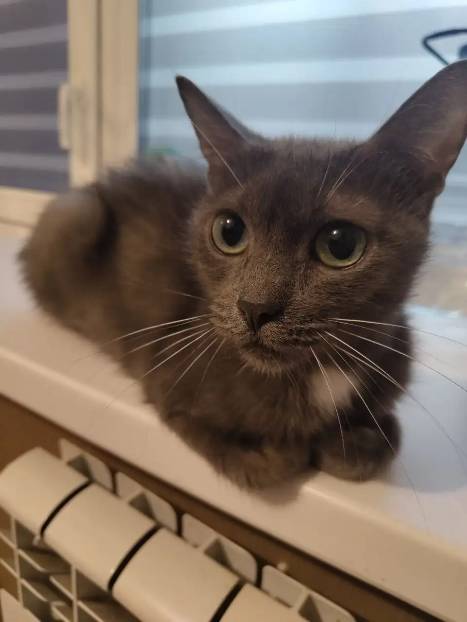 Кошки в добрые руки - Кошки (Животные) в Самарская область