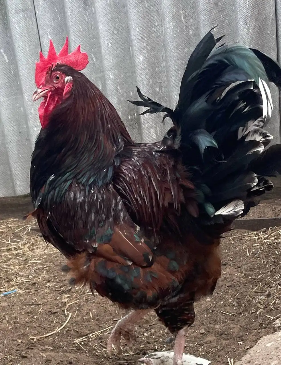 Молодые петухи - Птицы (Животные) в Неизвестно