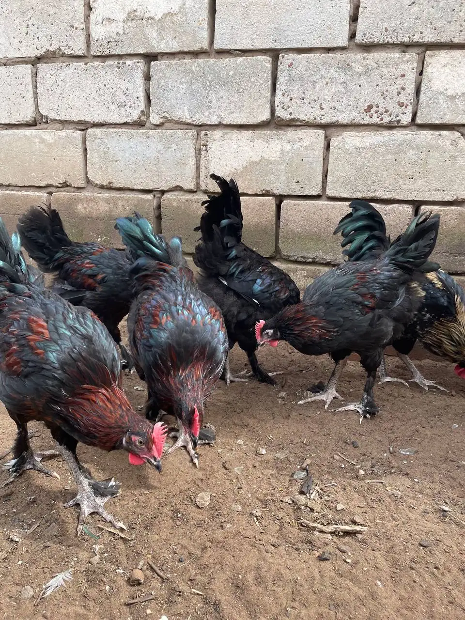 Продажа молодых петухов, 4 месяца - Птицы (Животные) в Борское