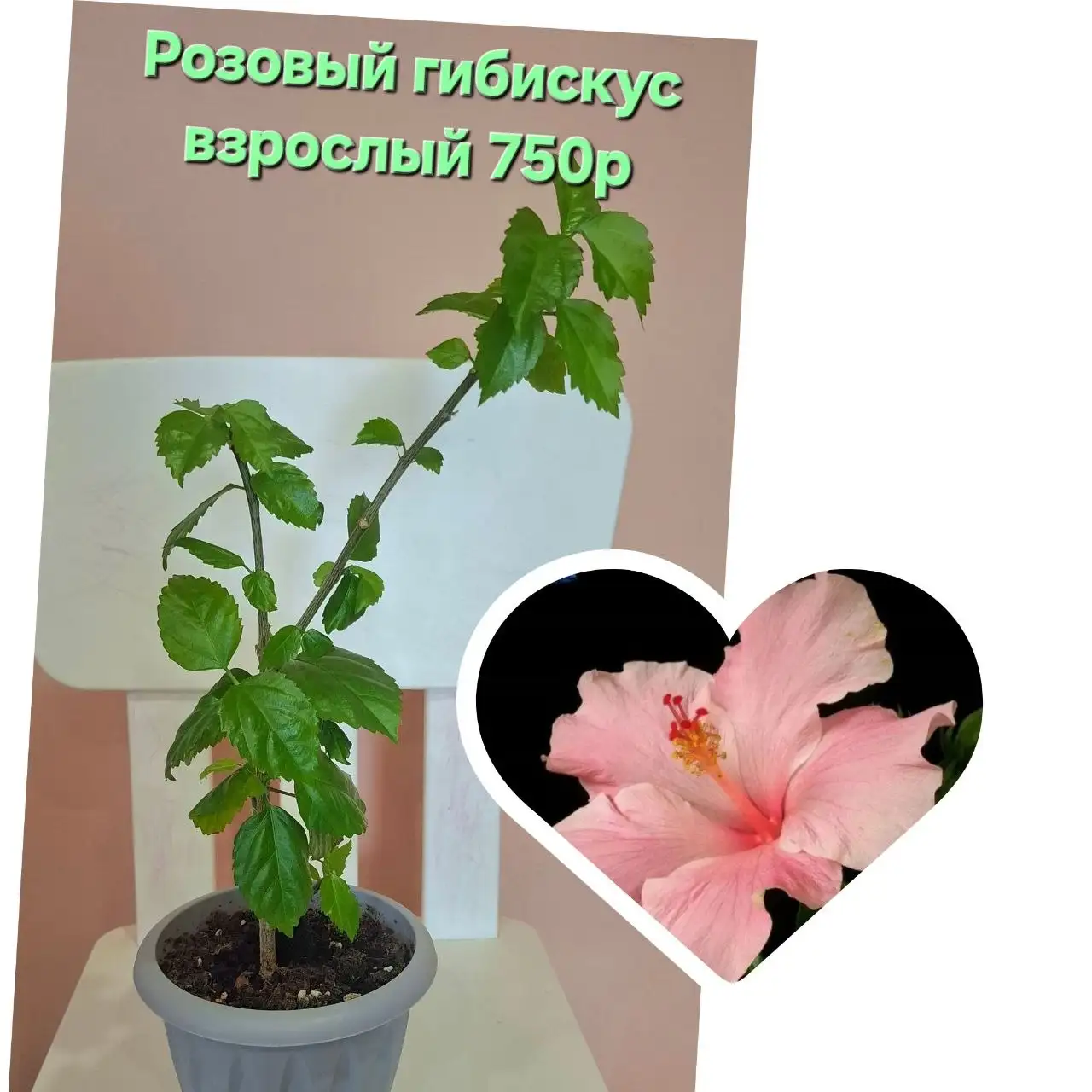 Продажа укорененных декабристов, эпифиллума и гибискусов - Растения (Для дома и дачи) в Неизвестно