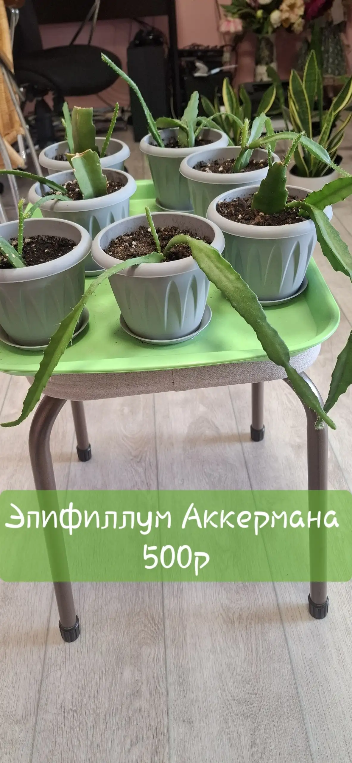 Продажа эпифиллумов: розовый и красный - Растения в Самара