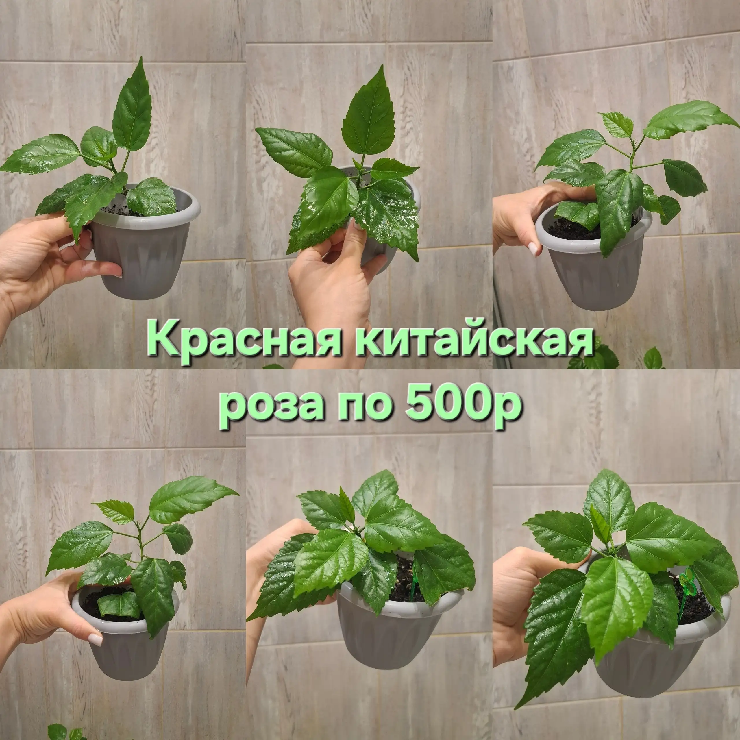 Продажа эпифиллумов: розовый и красный - Растения в Самара
