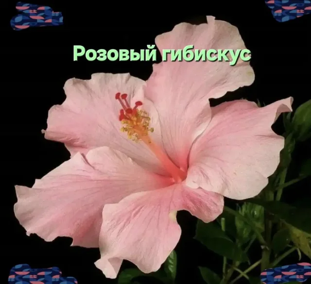 iPhone 13 - Ноутбуки в Самара