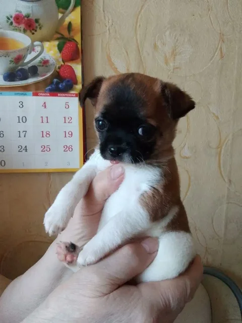 Щенок чихуахуа коротконосик - Кошки в Неизвестно