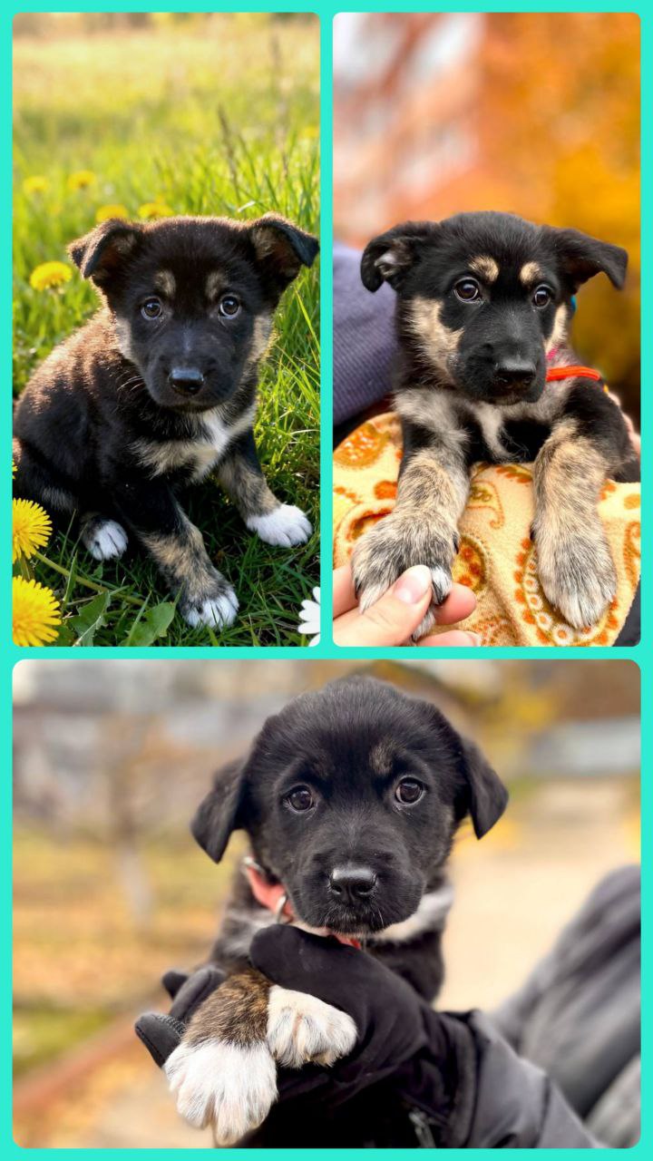 Возьмите в дом друга - Животные в Самарская область