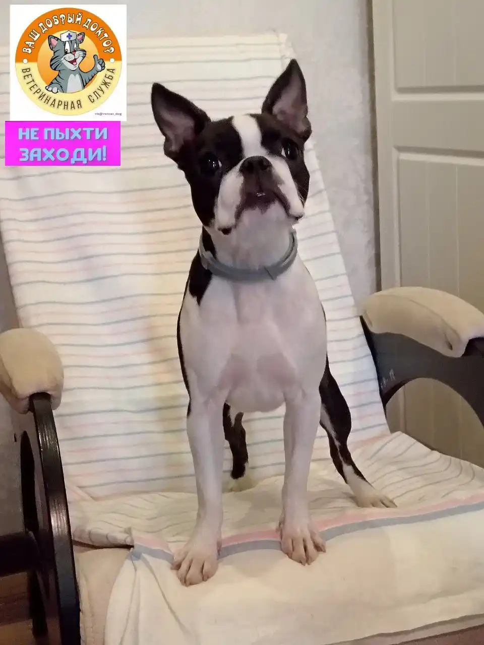 Советы по воспитанию щенков - Животные в Самарская область