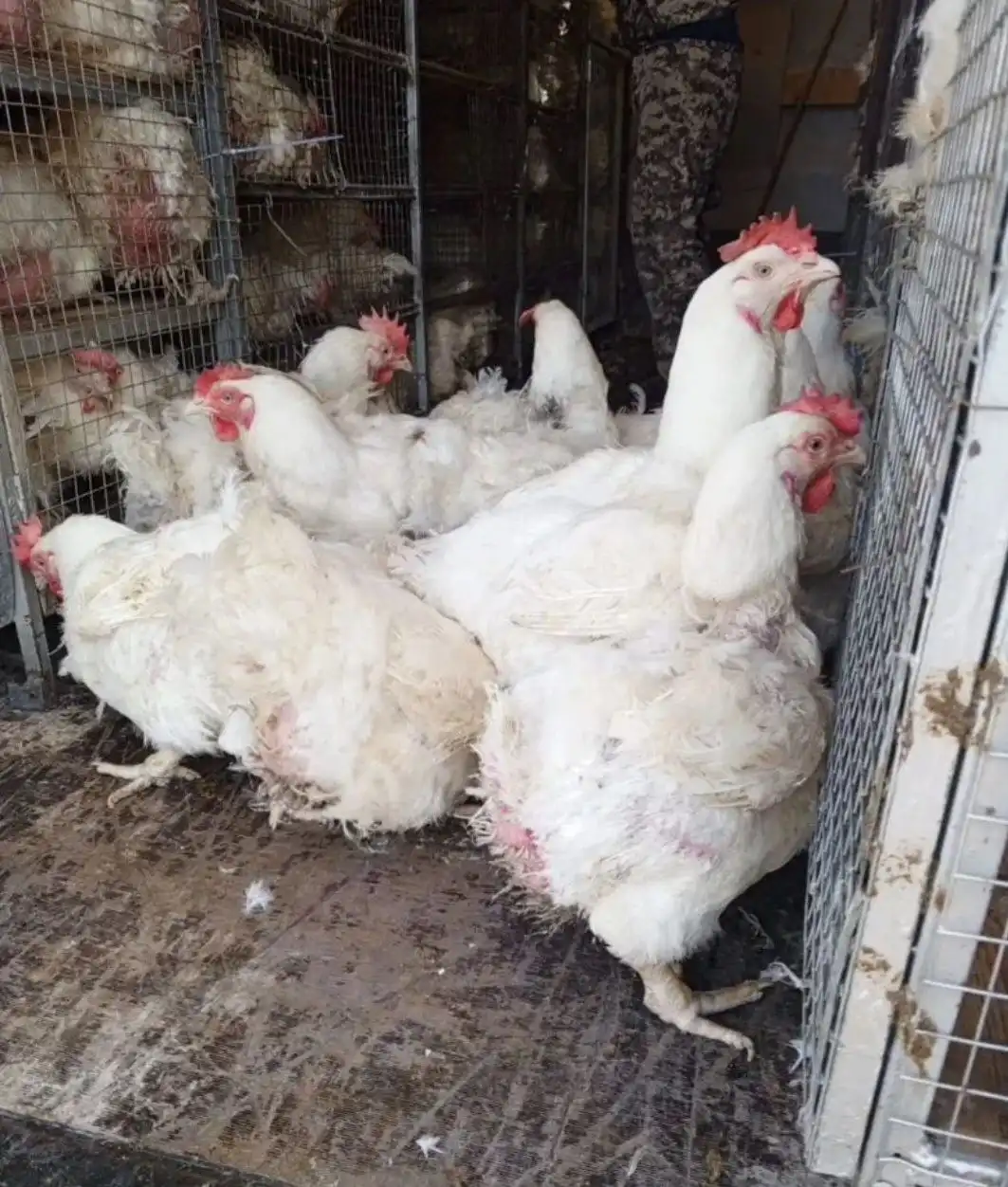 Продажа кур бройлеров на забой