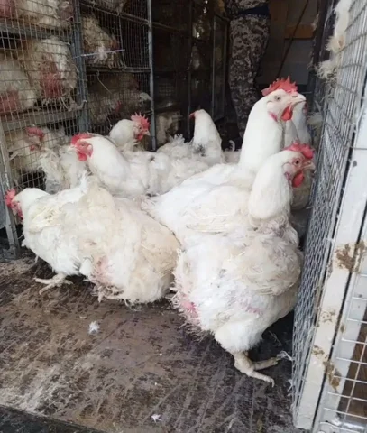 Продажа кур бройлеров на забой - Животные в Самарская область