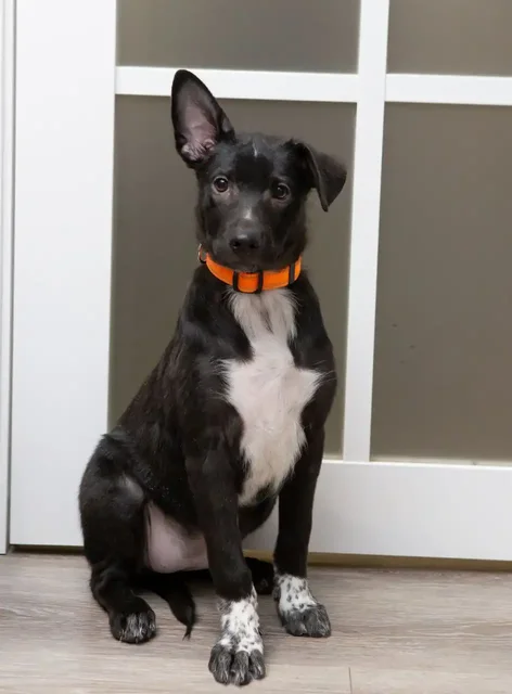 Продажа котенка шотландской вислоухой - Животные в Самара