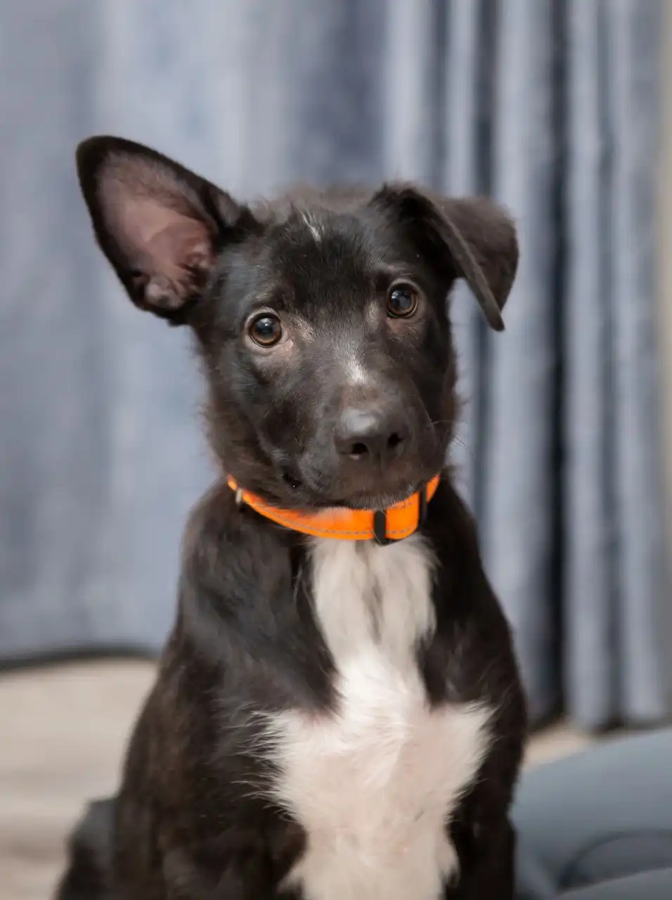 Продажа котенка шотландской вислоухой