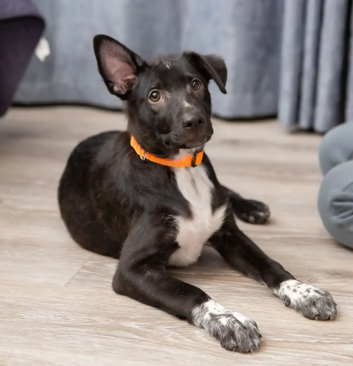 Продажа котенка шотландской вислоухой