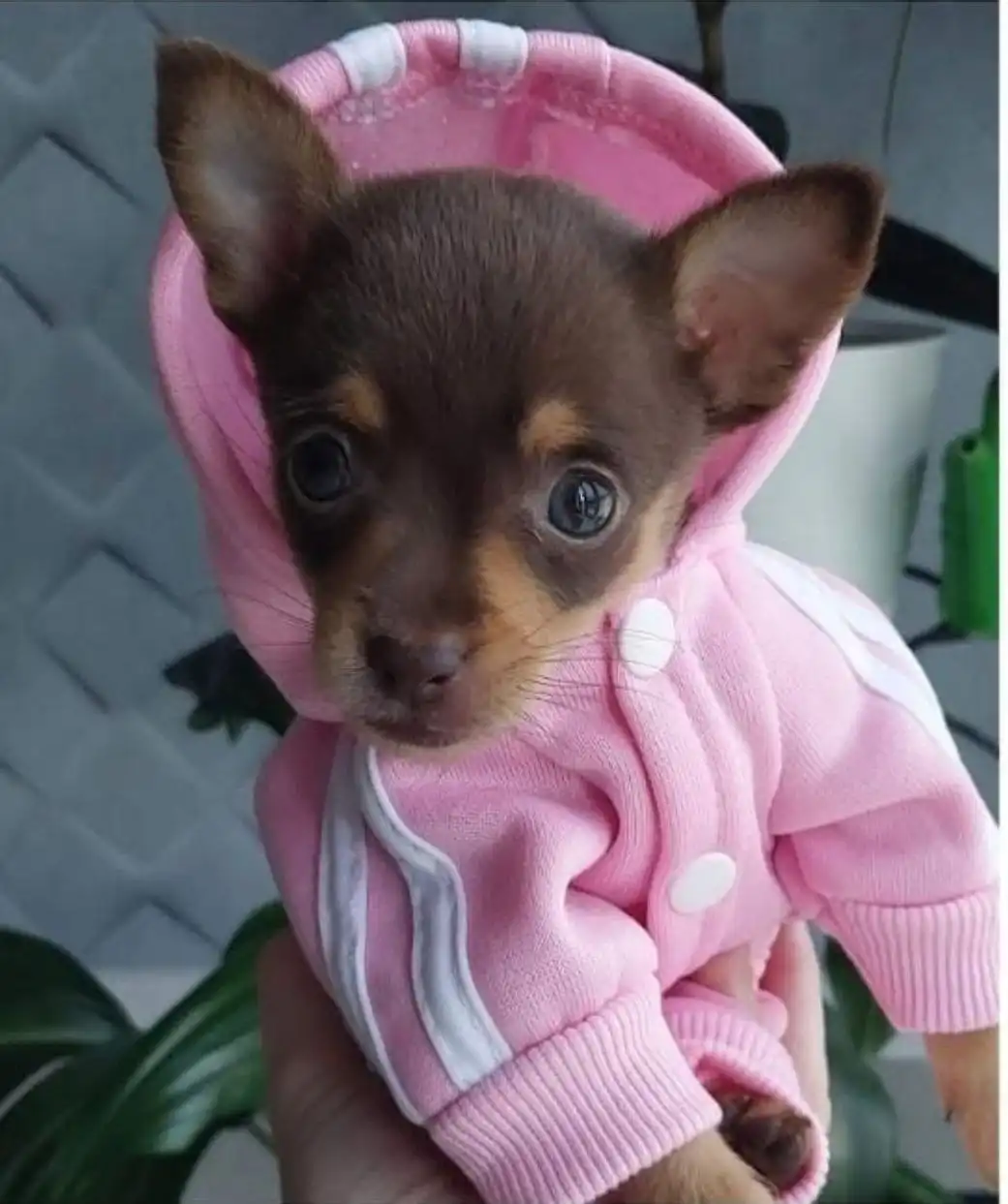 Продажа щенка той-терьера