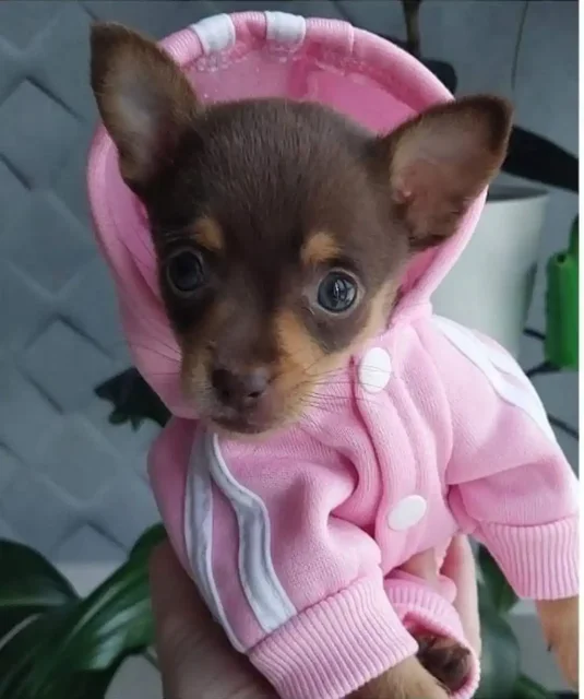 Продажа щенка той-терьера - частное объявление в Нурлат