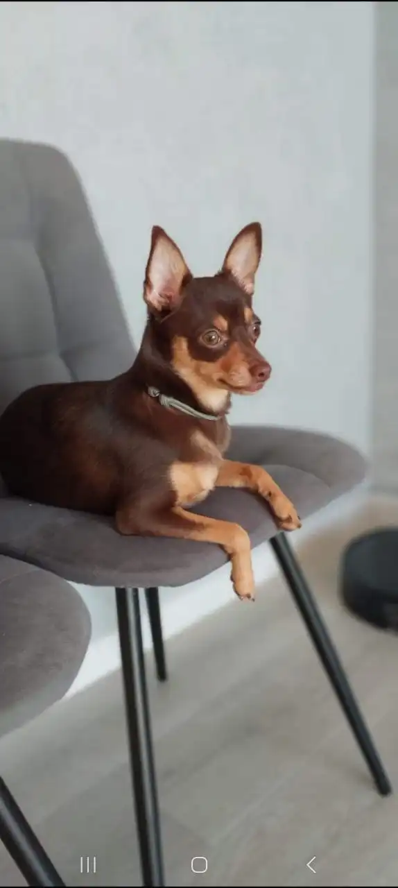 Продажа щенка той-терьера