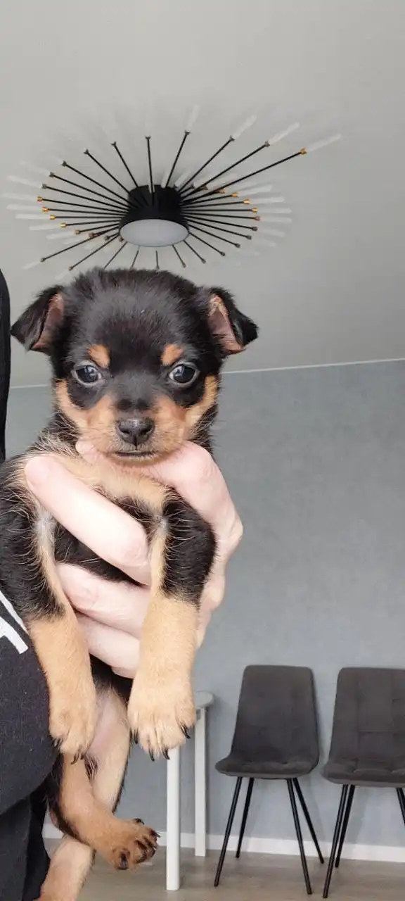 Продажа щенка той-терьера