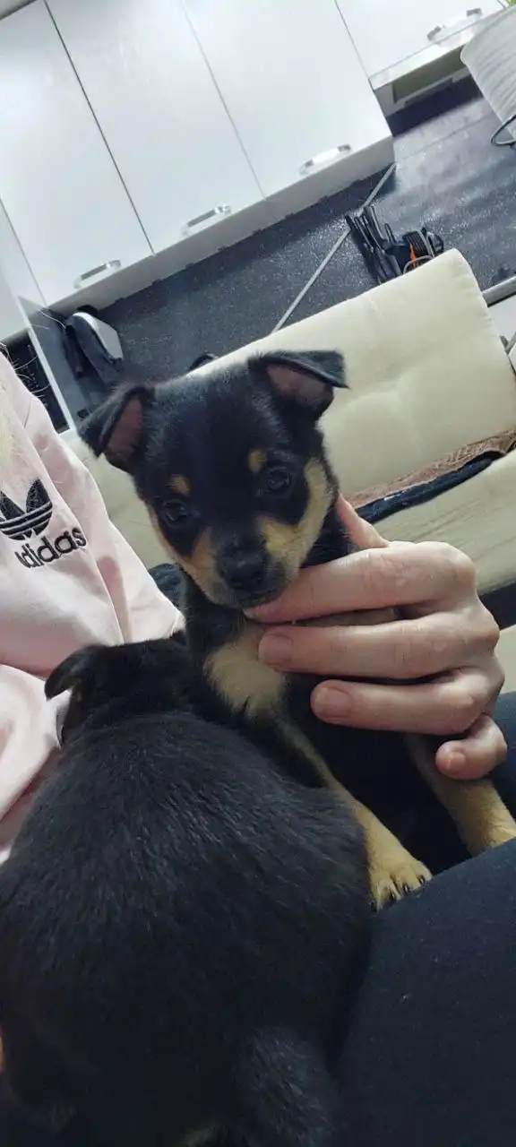 Продажа щенка той-терьера