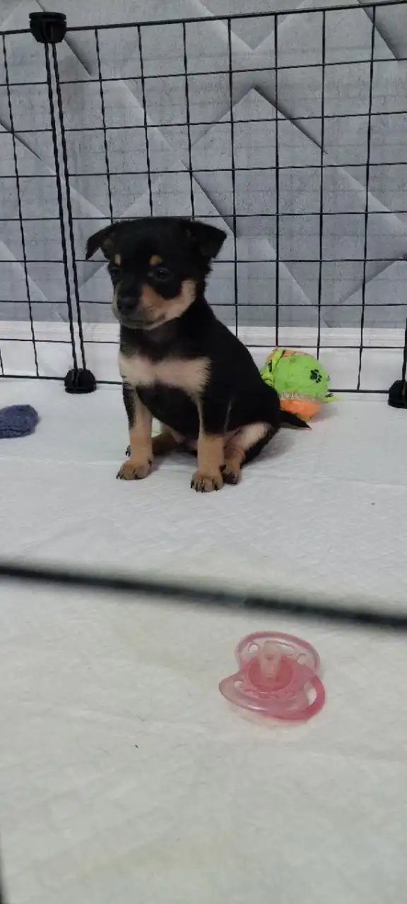 Продажа щенка той-терьера