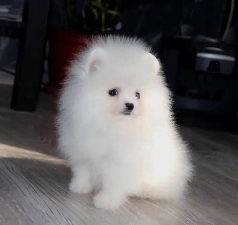 Продаются щенки шпица