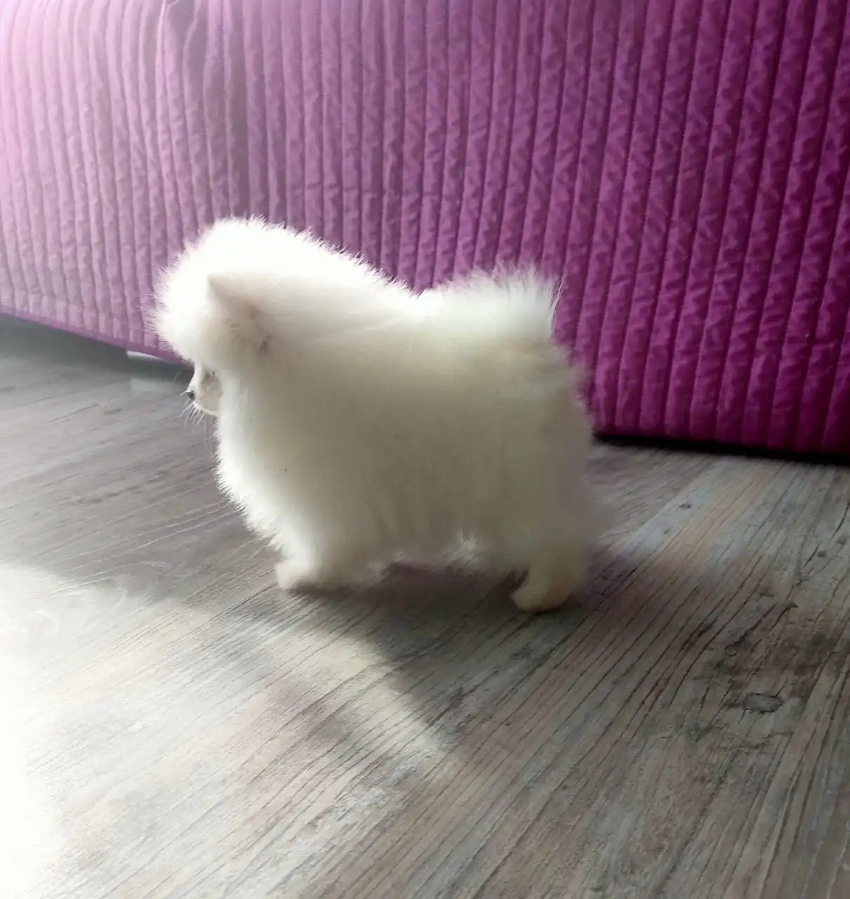 Продаются щенки шпица