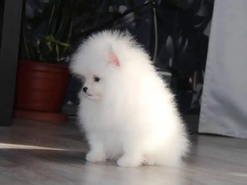 Продаются щенки шпица