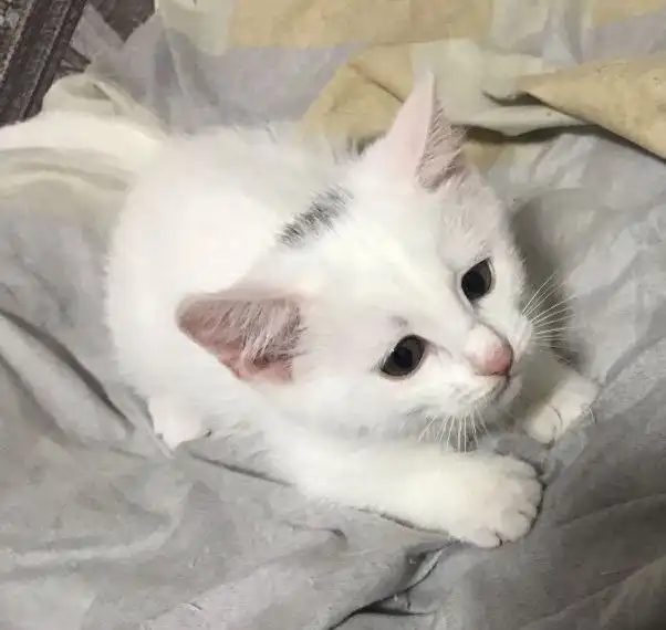 Очаровательная девочка-кошка 2 месяца