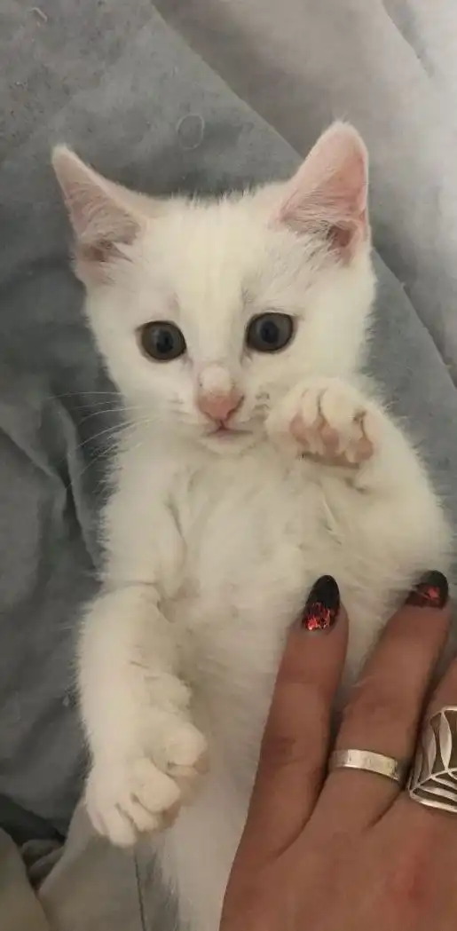 Очаровательная девочка-кошка 2 месяца