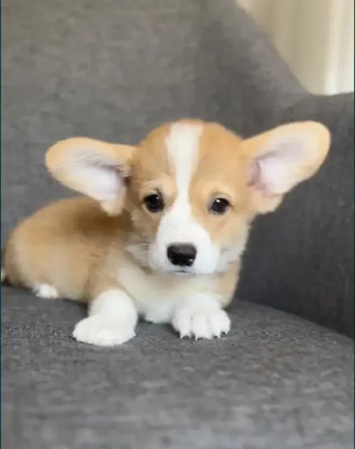 Щенята корги на продажу - Животные в Самарская область