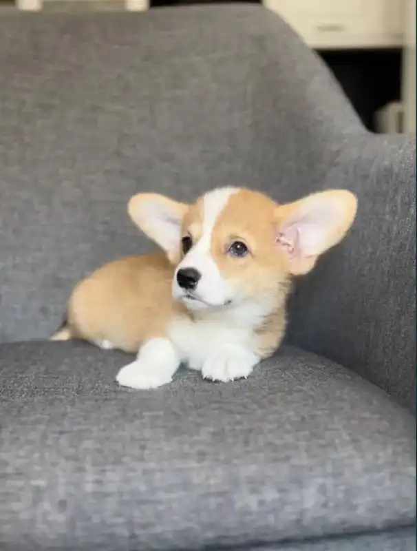 Щенята корги на продажу
