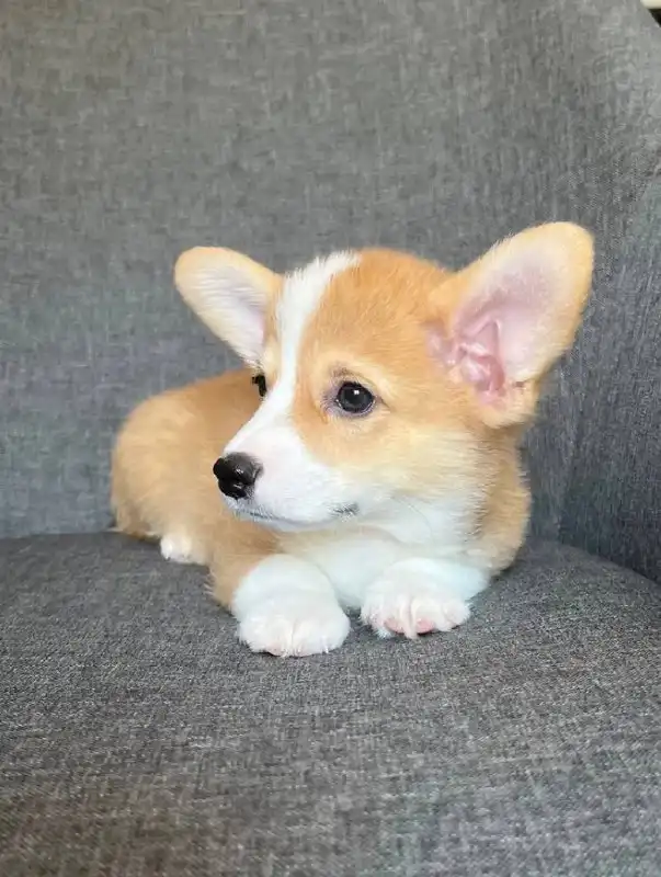 Щенята корги на продажу