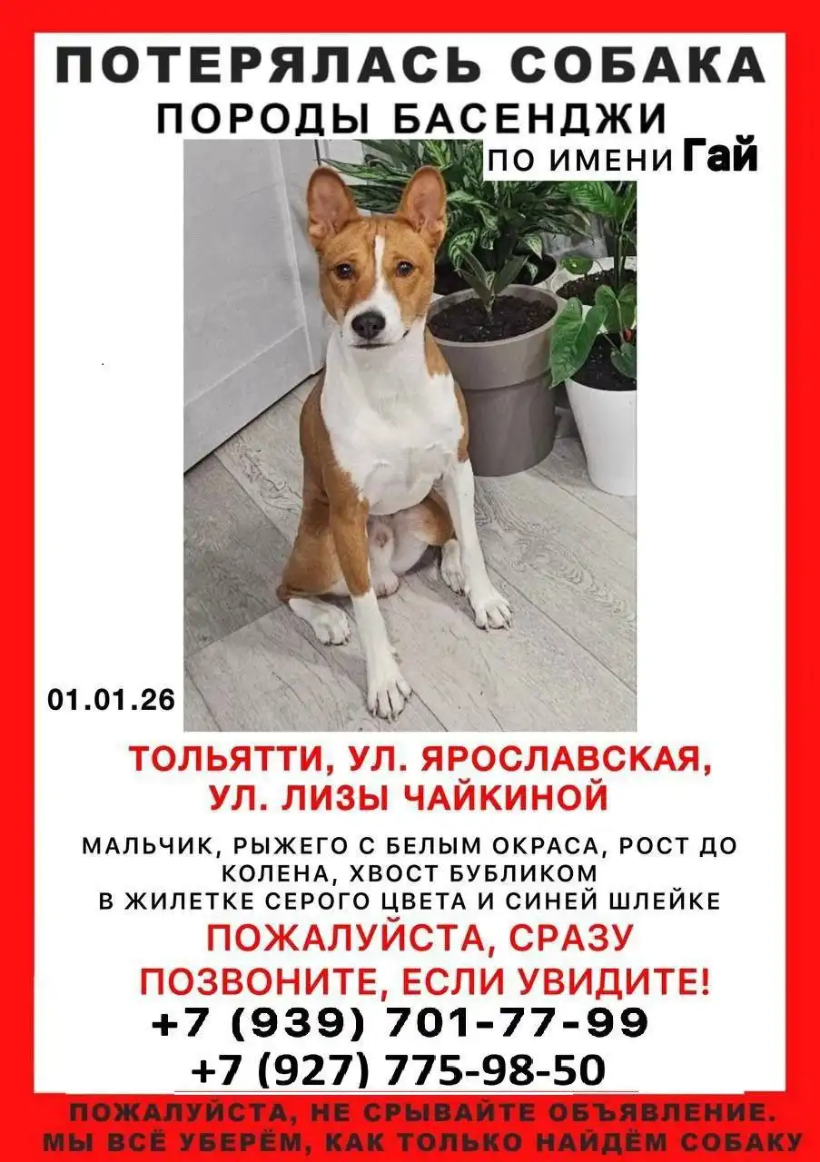 Пропала собака в Тольятти