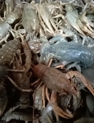 Волжский рак в наличии и на заказ - Продукты питания в Самарская область