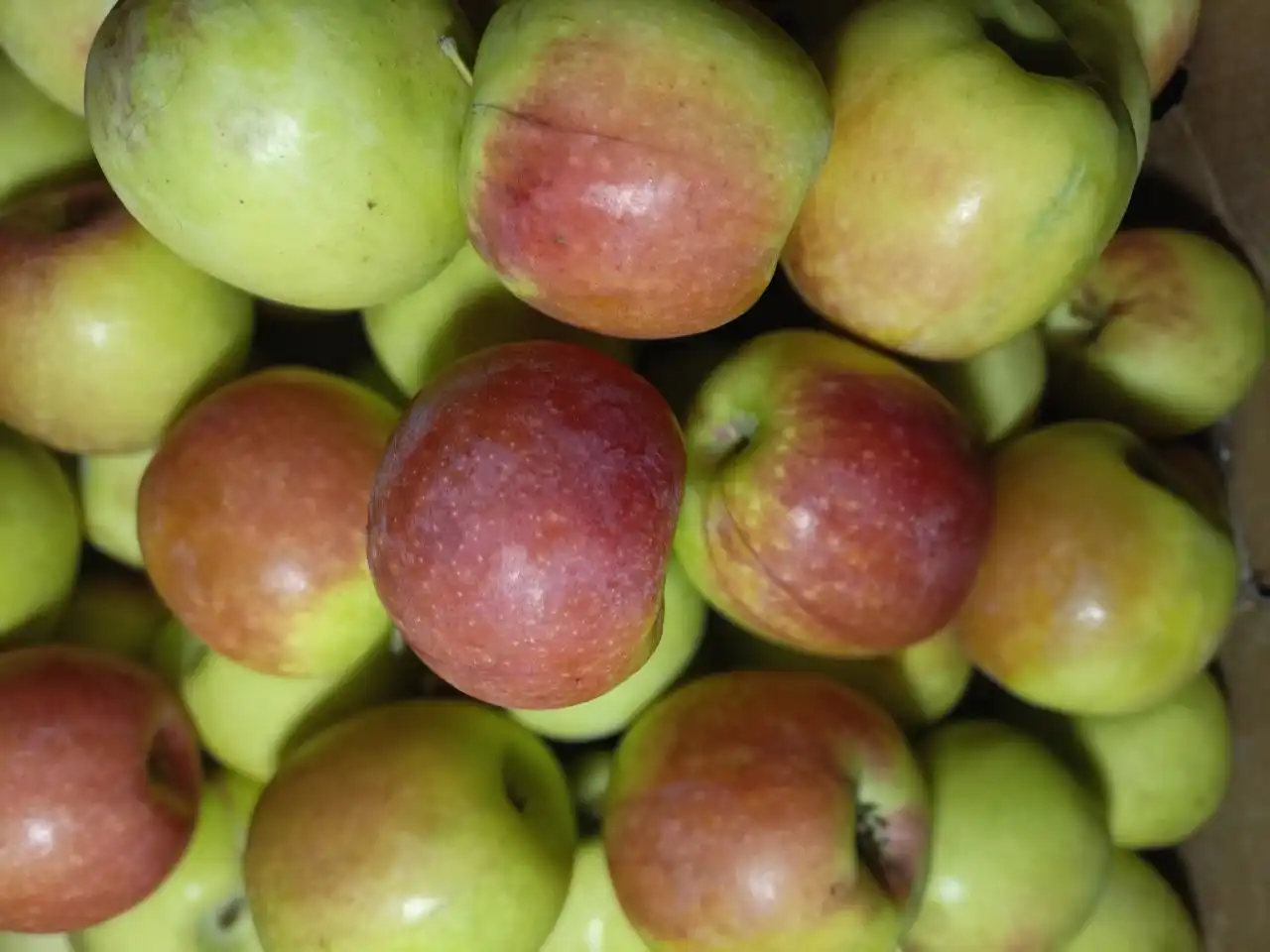 Продажа овощей и фруктов: сельдерей, морковь, яблоки - Продукты питания (Барахолка) в Сухая Вязовка