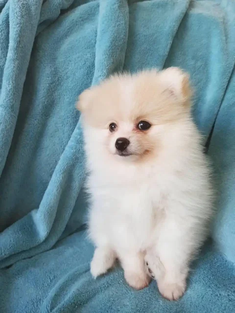 Продается щенок шпица девочка - Животные в Неизвестно